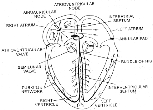 1512_heart beat.png